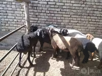 Bélier, Moutons — photo 4