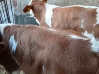 Toro, Simmental cattle — foto 2