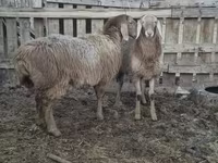 Owca, Arashan sheep — zdjęcie 6