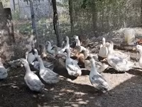 Ducks — Foto 1