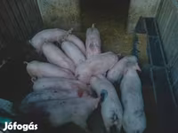 خنزير ذكر, الخنازير — الصورة 2