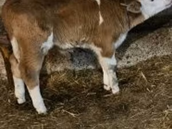 公牛, Simmental cattle