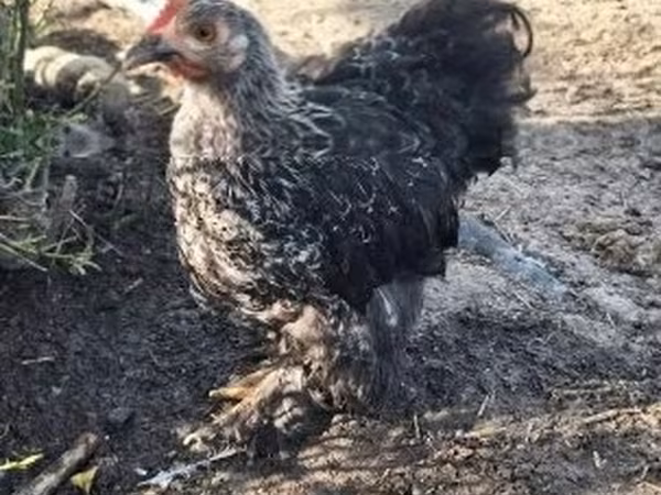 Australorp