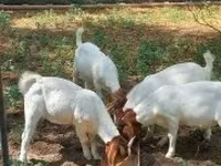 Jarac, Boer goat — fotografija 7