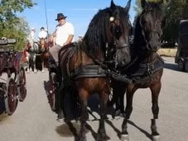 雄馬, Friesian