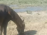 Kobila, Azerbaijan horse — fotografija 2