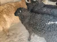 Widder, Tsigai sheep — Foto 4
