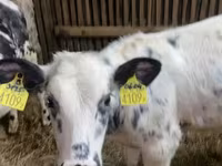 Vache, Race Holstein — photo 3
