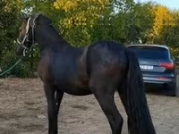 Cheval, Friesian — photo 4