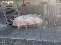 Sow, Pigs — photo 3