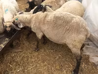 Sheep, Sheep — photo 1