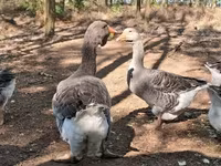 Geese — 写真 4