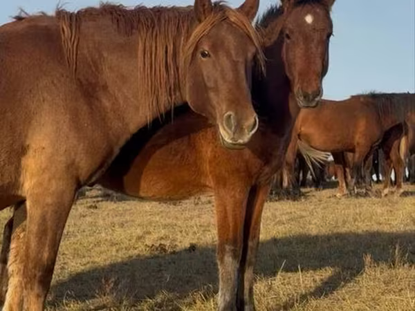 Koń, Mugalzhar horse