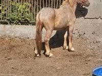 حصان, Hungarian horse breed — الصورة 2