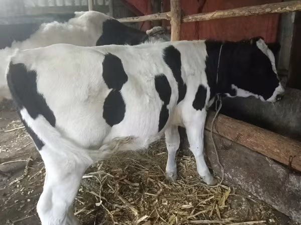 Krava, Russian Black pied cattle