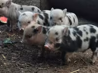 Қабан — 6-сурет