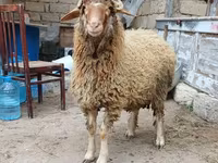 Bélier, Moutons — photo 1
