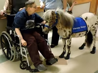 Pastuv, Miniature horse — fotografija 3
