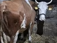 गाय, हंगेरियन ग्रे नस्ल — फ़ोटो 2