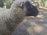Ovan, Shroshire sheep — fotografija 6