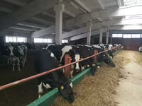 Vaca, Raça Holstein — foto 2