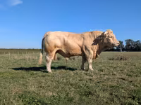 Byk, Charolais cattle — zdjęcie 1