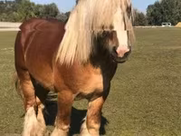 Cavalo, Belgian Draught — foto 5