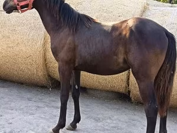 Cavalo, Quarter Horse