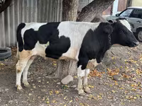 Бұқа, Russian Black pied cattle — 5-сурет