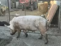 Knur, Świnie — zdjęcie 1