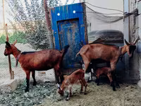 Ешкілер (топ, жынысы көрсетілмеген), Alpine goat — 2-сурет