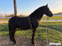 公马, Friesian — 照片 4