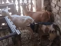 Kozy (partia, płeć nieokreślona), Kozy — zdjęcie 2
