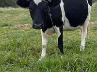 Vache, Swiss cattle — photo 1