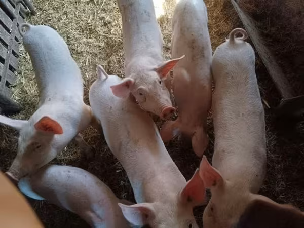 Suínos (lote, sexo não especificado), Porcos — Hungria