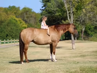 Kobila, Quarter Horse — fotografija 3