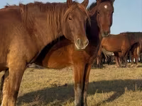 Koń, Mugalzhar horse — zdjęcie 1