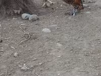 Chickens — fotografija 7