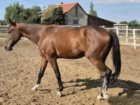 Koń, Konie — zdjęcie 2