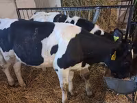 Krowa, Russian Black pied cattle — zdjęcie 3