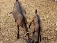 Теке, Alpine goat — 7-сурет
