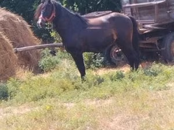 Horse (M), Horses
