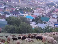 Qoç, Qoyunlar — foto 8