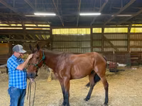 Pastuv, Standardbred — fotografija 3
