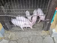 Cerdos (lote, sexo no especificado), Крупная белая — foto 5