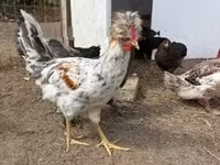 Chickens — zdjęcie 3
