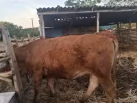 Vaca, Ganado vacuno — foto 3