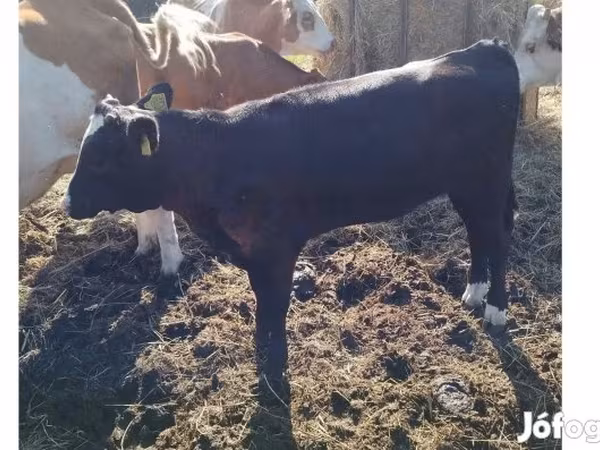 Vaca, Aberdeen-Angus