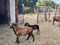 Widder, Cameroon sheep — Foto 1