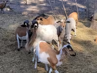 Baran, Cameroon sheep — zdjęcie 1